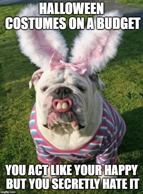 Best Bulldog Bunny | HALLOWEEN COSTUMES ON A BUDGET; YOU ACT LIKE YOUR HAPPY BUT YOU SECRETLY HATE IT | image tagged in best bulldog bunny | made w/ Imgflip meme maker