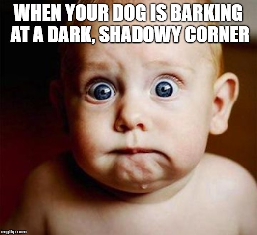 scared baby |  WHEN YOUR DOG IS BARKING AT A DARK, SHADOWY CORNER | image tagged in scared baby | made w/ Imgflip meme maker