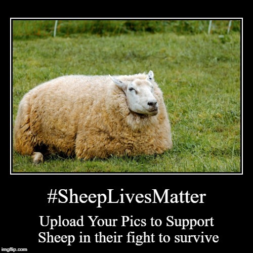 Sheep Lives Matter | image tagged in sheep,survive,memes,funny,funny memes,sheeplivesmatter | made w/ Imgflip meme maker
