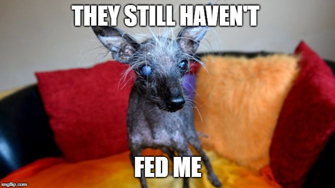 Doggo week. He is ugly as hell | THEY STILL HAVEN'T; FED ME | image tagged in doggo week,lol,ugly,hell | made w/ Imgflip meme maker