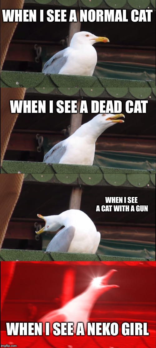 Inhaling Seagull Meme | WHEN I SEE A NORMAL CAT; WHEN I SEE A DEAD CAT; WHEN I SEE A CAT WITH A GUN; WHEN I SEE A NEKO GIRL | image tagged in memes,inhaling seagull | made w/ Imgflip meme maker