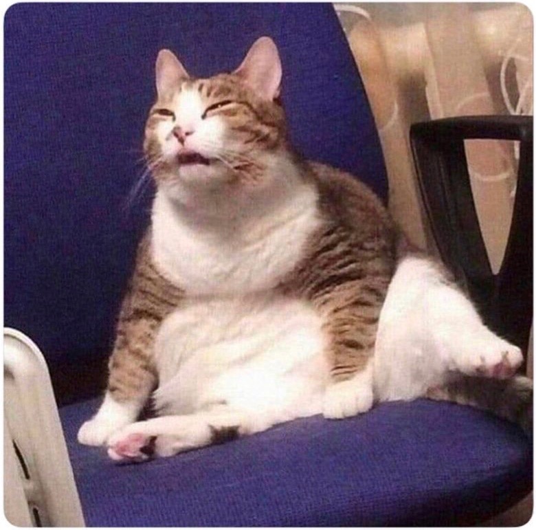 High Quality Fat Cat Blank Meme Template