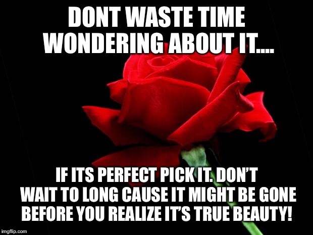 rose | DONT WASTE TIME WONDERING ABOUT IT.... IF ITS PERFECT PICK IT. DON’T WAIT TO LONG CAUSE IT MIGHT BE GONE BEFORE YOU REALIZE IT’S TRUE BEAUTY! | image tagged in rose | made w/ Imgflip meme maker