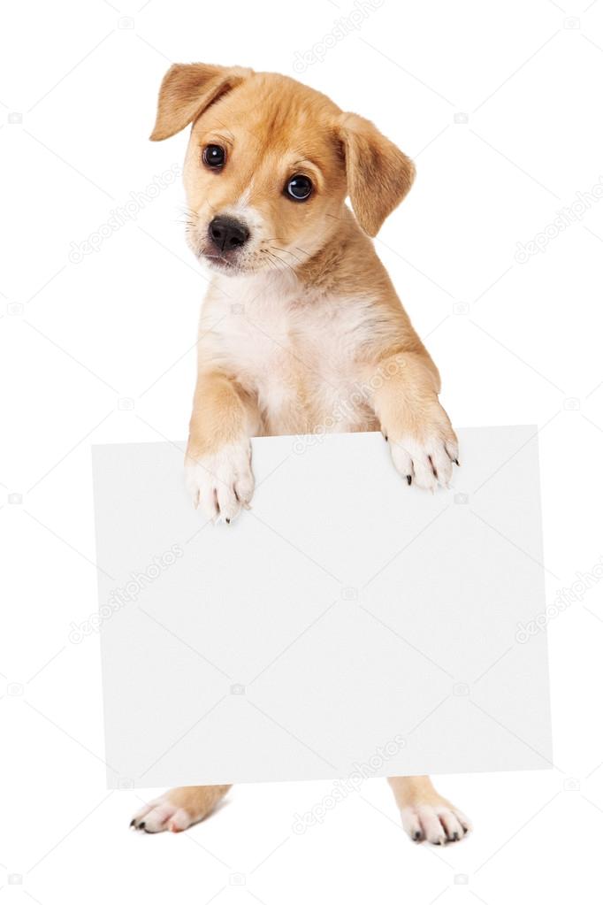 High Quality Dog holding sign Blank Meme Template