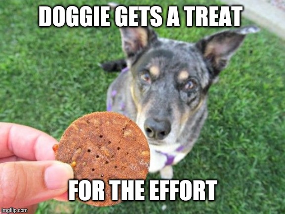 Dog & Treat | DOGGIE GETS A TREAT FOR THE EFFORT | image tagged in dog  treat | made w/ Imgflip meme maker