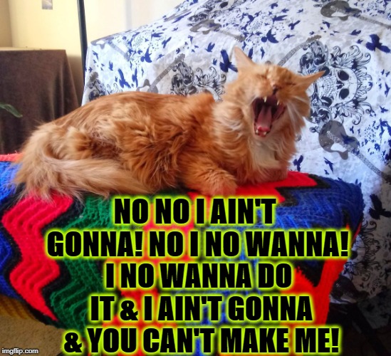 NO NO I AIN'T GONNA! NO I NO WANNA! I NO WANNA DO IT & I AIN'T GONNA & YOU CAN'T MAKE ME! | image tagged in spoiled brat cat | made w/ Imgflip meme maker