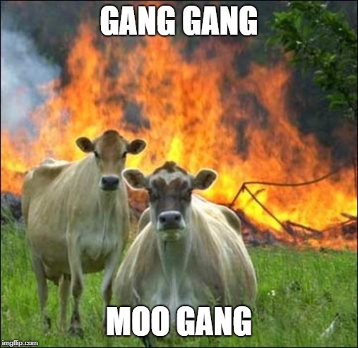 Evil Cows Meme | GANG GANG; MOO GANG | image tagged in memes,evil cows,cow,gangster | made w/ Imgflip meme maker