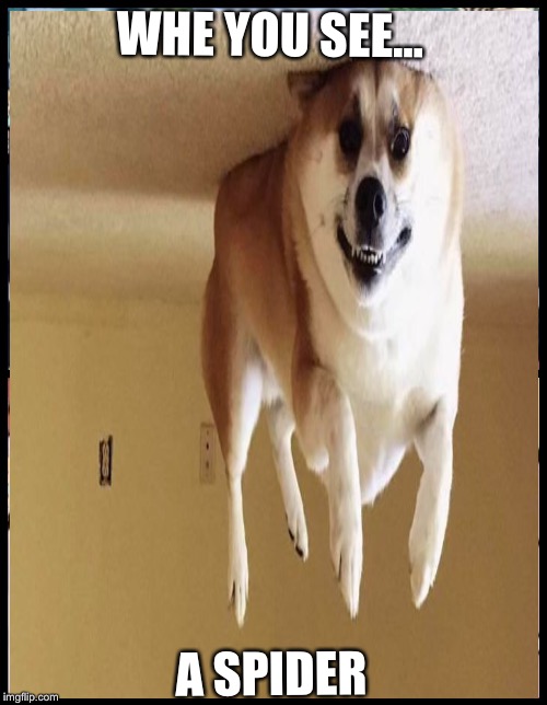 When you see a spider | WHE YOU SEE... A SPIDER | image tagged in funny dog memes,FreeKarma4U | made w/ Imgflip meme maker