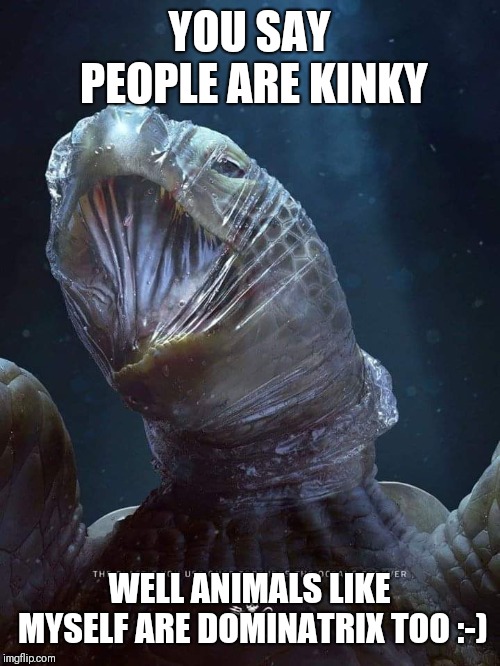Dominatrix turtles | YOU SAY PEOPLE ARE KINKY; WELL ANIMALS LIKE MYSELF ARE DOMINATRIX TOO :-) | image tagged in dominatrix,turtles,i like turtles,ocean,plastic bag challenge,littering | made w/ Imgflip meme maker