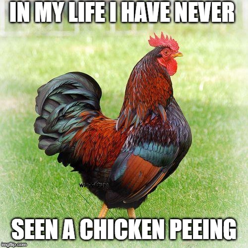 Tell me where I can find one | IN MY LIFE I HAVE NEVER; WHEEL$UN; SEEN A CHICKEN PEEING | image tagged in chicken | made w/ Imgflip meme maker