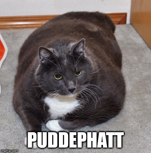 Puddephatt | PUDDEPHATT | image tagged in cat,cats,fat,fat cat | made w/ Imgflip meme maker