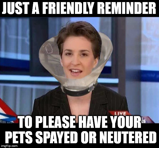 Public Service Announcement | JUST A FRIENDLY REMINDER; TO PLEASE HAVE YOUR PETS SPAYED OR NEUTERED | image tagged in rachel maddow,memes,public service announcement,msm lies,pets,dog | made w/ Imgflip meme maker