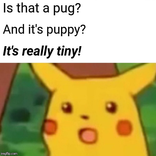 Surprised Pikachu Meme | Is that a pug? And it's puppy? It's really tiny! | image tagged in memes,surprised pikachu | made w/ Imgflip meme maker