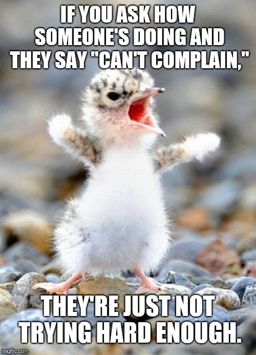 Complainer Bird | IF YOU ASK HOW SOMEONE'S DOING AND THEY SAY "CAN'T COMPLAIN,"; THEY'RE JUST NOT TRYING HARD ENOUGH. | image tagged in complainer bird | made w/ Imgflip meme maker