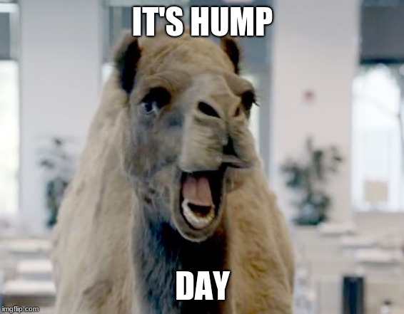 geico camel hump day Memes & GIFs - Imgflip