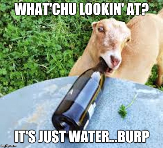 Drunk goat | WHAT'CHU LOOKIN' AT? IT'S JUST WATER...BURP | image tagged in goat,funny goat,drunk,table,party | made w/ Imgflip meme maker