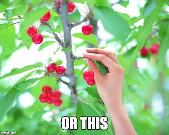 Cherry picking  | OR THIS | image tagged in cherry picking | made w/ Imgflip meme maker