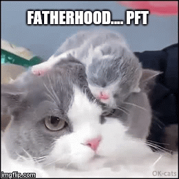 FATHERHOOD.... PFT | image tagged in gifs | made w/ Imgflip video-to-gif maker