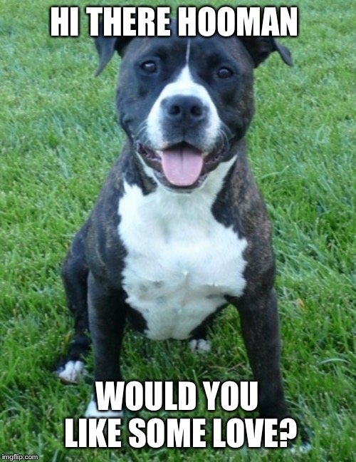 Pit Bull | HI THERE HOOMAN; WOULD YOU LIKE SOME LOVE? | image tagged in pit bull | made w/ Imgflip meme maker