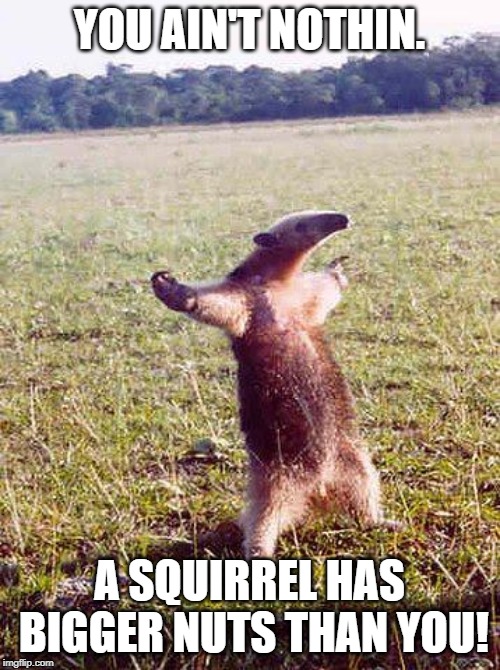 come at me anteater | YOU AIN'T NOTHIN. A SQUIRREL HAS BIGGER NUTS THAN YOU! | image tagged in come at me anteater | made w/ Imgflip meme maker