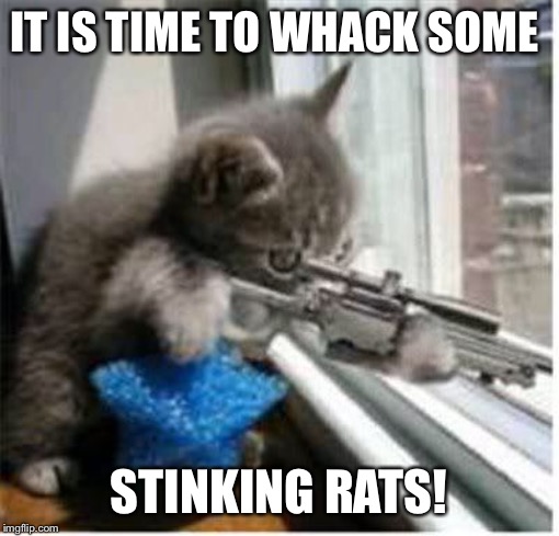 cats with guns | IT IS TIME TO WHACK SOME; STINKING RATS! | image tagged in cats with guns,whack,stinking,rats | made w/ Imgflip meme maker