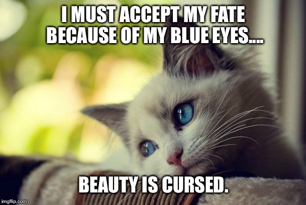 First World Problems Cat | I MUST ACCEPT MY FATE BECAUSE OF MY BLUE EYES.... BEAUTY IS CURSED. | image tagged in memes,first world problems cat,blue,eyes,beauty,cursed | made w/ Imgflip meme maker