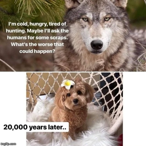 Titles are hard | image tagged in memes,funny,dogs | made w/ Imgflip meme maker