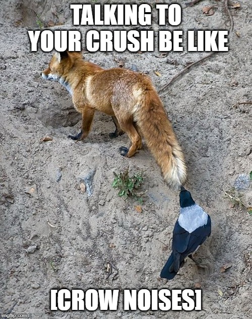 Talking to your crush be like |  TALKING TO YOUR CRUSH BE LIKE; [CROW NOISES] | image tagged in stop reading the tags | made w/ Imgflip meme maker