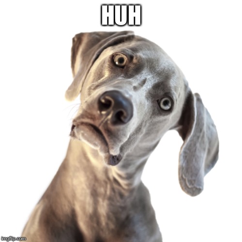 confused dog | HUH | image tagged in confused dog | made w/ Imgflip meme maker