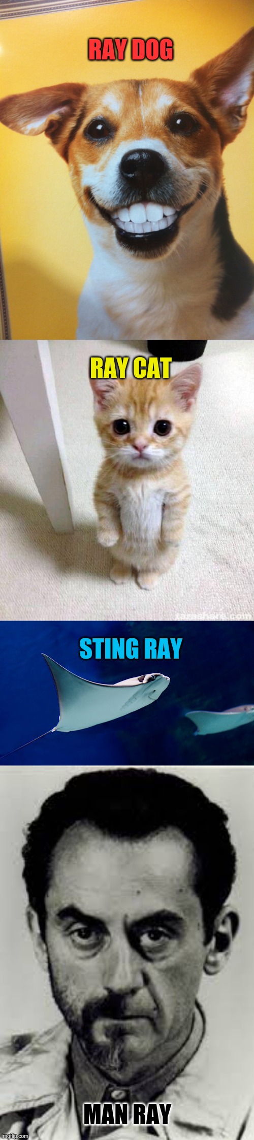 The Hall of Rays | RAY DOG; RAY CAT; STING RAY; MAN RAY | image tagged in memes,cute cat,raydog | made w/ Imgflip meme maker