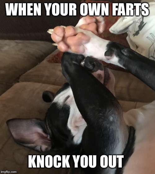 WHEN YOUR OWN FARTS; KNOCK YOU OUT | image tagged in pit bull | made w/ Imgflip meme maker