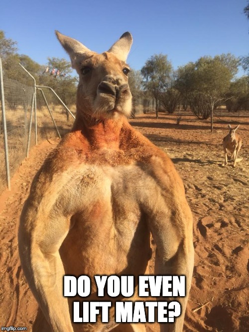 Kangaroo Jacked | DO YOU EVEN LIFT MATE? | image tagged in buff kangaroo,kangaroo,kangaroo jacked | made w/ Imgflip meme maker