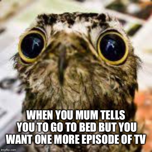 WHEN YOU MUM TELLS YOU TO GO TO BED BUT YOU WANT ONE MORE EPISODE OF TV | image tagged in owl | made w/ Imgflip meme maker