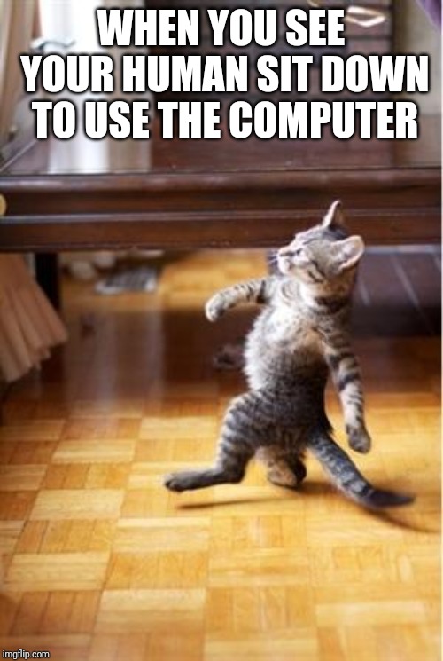 Walking Cat | WHEN YOU SEE YOUR HUMAN SIT DOWN TO USE THE COMPUTER | image tagged in walking cat | made w/ Imgflip meme maker