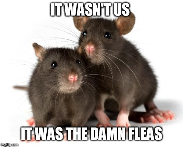 Rats | IT WASN'T US; IT WAS THE DAMN FLEAS | image tagged in rats | made w/ Imgflip meme maker