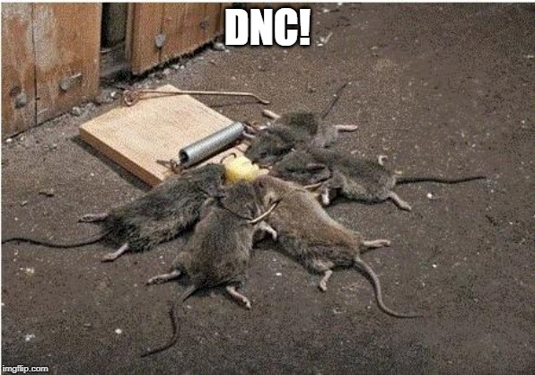 mice | DNC! | image tagged in mice | made w/ Imgflip meme maker