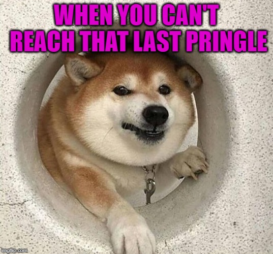 Just tip the can doofus! | WHEN YOU CAN'T REACH THAT LAST PRINGLE | image tagged in the last pringle,memes,dogs,funny,pringles,animals | made w/ Imgflip meme maker