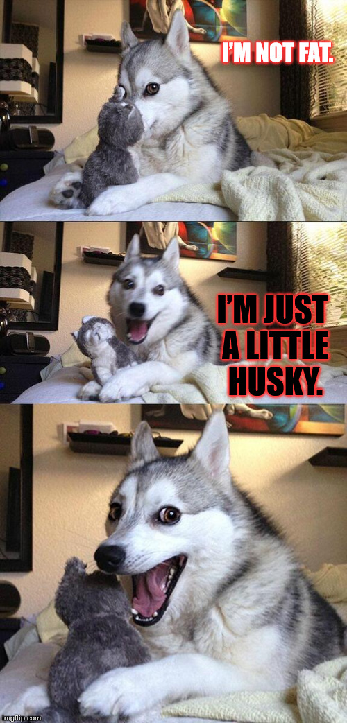 Bad Fat Dog | I’M NOT FAT. I’M JUST A LITTLE HUSKY. | image tagged in memes,bad pun dog,funny,dogs,fat,husky | made w/ Imgflip meme maker