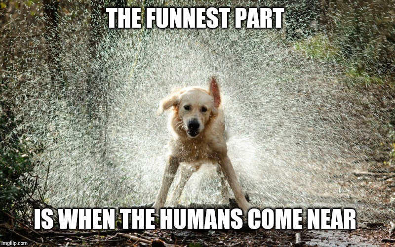 wet dog | THE FUNNEST PART IS WHEN THE HUMANS COME NEAR | image tagged in wet dog | made w/ Imgflip meme maker
