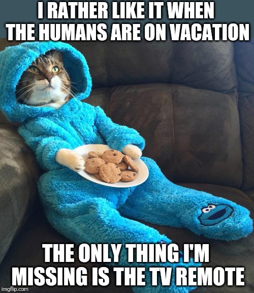 Prodigal Cat  | I RATHER LIKE IT WHEN THE HUMANS ARE ON VACATION; THE ONLY THING I'M MISSING IS THE TV REMOTE | image tagged in cat's pajamas,memes,cats,relaxing,stop reading the tags,please | made w/ Imgflip meme maker