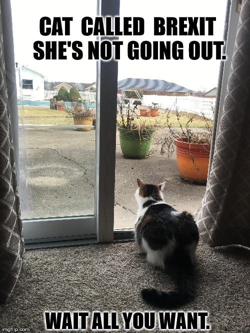 catlife | CAT
 CALLED  BREXIT SHE'S NOT GOING OUT. WAIT ALL YOU WANT. | image tagged in cats,cattime,catfun,catworld | made w/ Imgflip meme maker