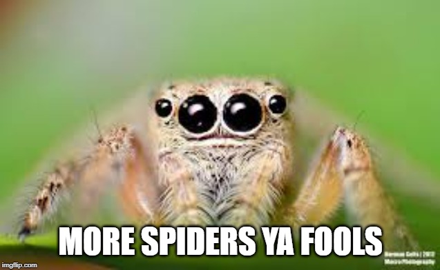 All Hail Spiders | MORE SPIDERS YA FOOLS | image tagged in spider | made w/ Imgflip meme maker