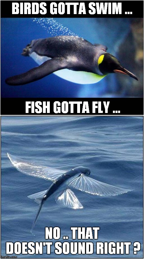 Doesn't Sound Right ? | BIRDS GOTTA SWIM ... FISH GOTTA FLY ... NO .. THAT DOESN'T SOUND RIGHT ? | image tagged in fun,musical | made w/ Imgflip meme maker