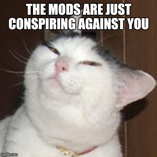 smug cat | THE MODS ARE JUST CONSPIRING AGAINST YOU | image tagged in smug cat | made w/ Imgflip meme maker