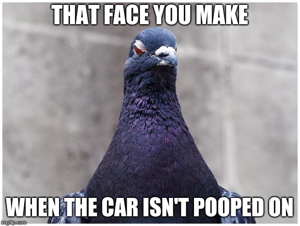 Hatred Pigeon | THAT FACE YOU MAKE; WHEN THE CAR ISN'T POOPED ON | image tagged in hatred pigeon | made w/ Imgflip meme maker