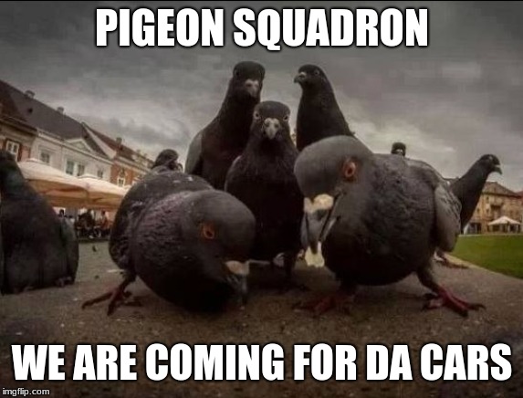 Pigeons | PIGEON SQUADRON; WE ARE COMING FOR DA CARS | image tagged in pigeons | made w/ Imgflip meme maker