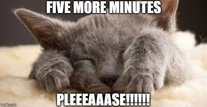 FIVE MORE MINUTES; PLEEEAAASE!!!!!! | image tagged in sleepy kitten | made w/ Imgflip meme maker
