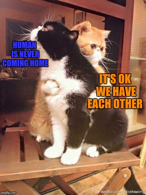 cats hugging | HUMAN IS NEVER COMING HOME; IT'S OK WE HAVE EACH OTHER | image tagged in cats hugging | made w/ Imgflip meme maker