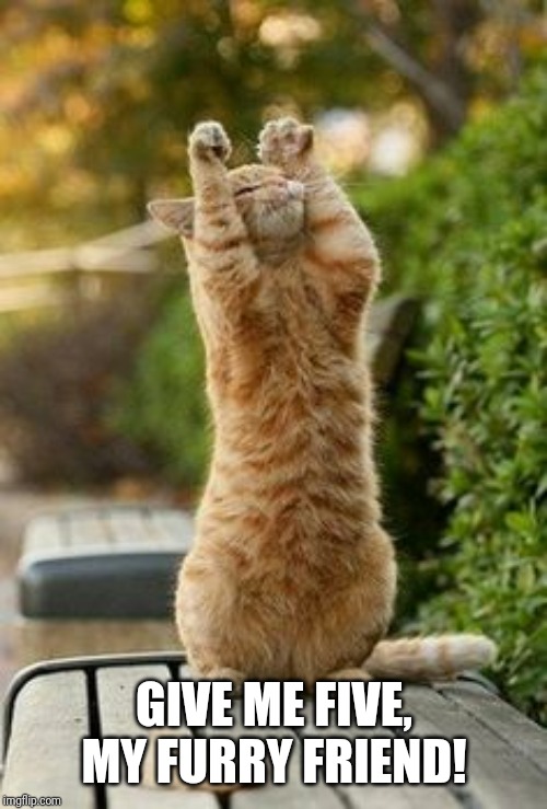 High-Five Cat | GIVE ME FIVE, MY FURRY FRIEND! | image tagged in high-five cat | made w/ Imgflip meme maker