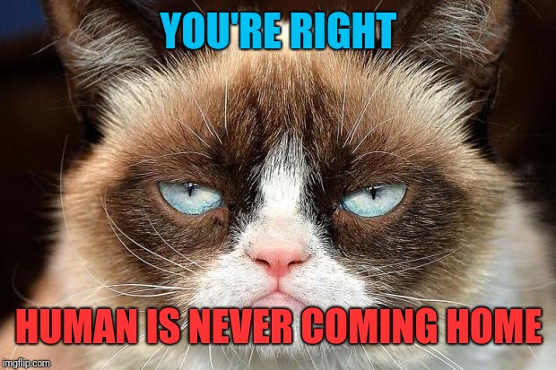 Grumpy Cat Not Amused Meme | YOU'RE RIGHT HUMAN IS NEVER COMING HOME | image tagged in memes,grumpy cat not amused,grumpy cat | made w/ Imgflip meme maker